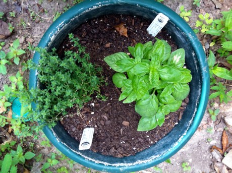 basilthyme