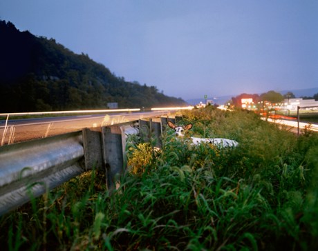 domesticated_1 Amy Stein Domesticated