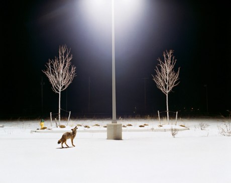 domesticated_25 Amy Stein Domesticated