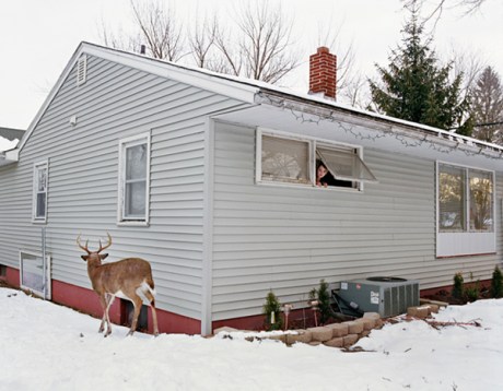 domesticated_5 Amy Stein Domesticated