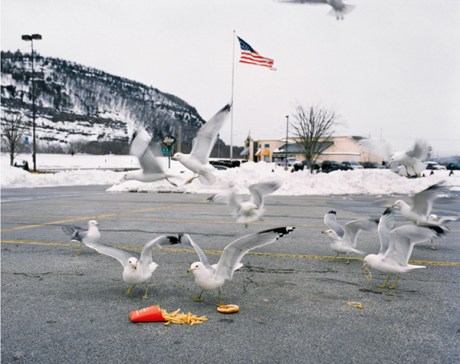 domesticated_6 Amy Stein Domesticated