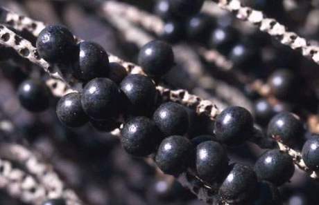 acaiberry acai berry