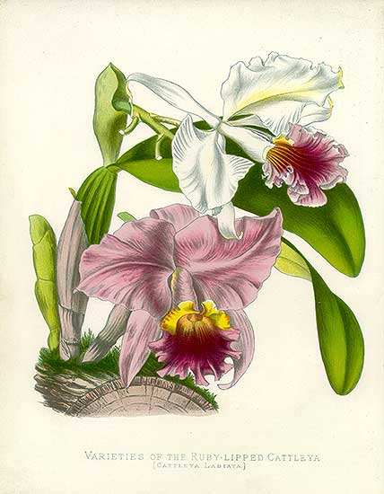 National flower of Brazil