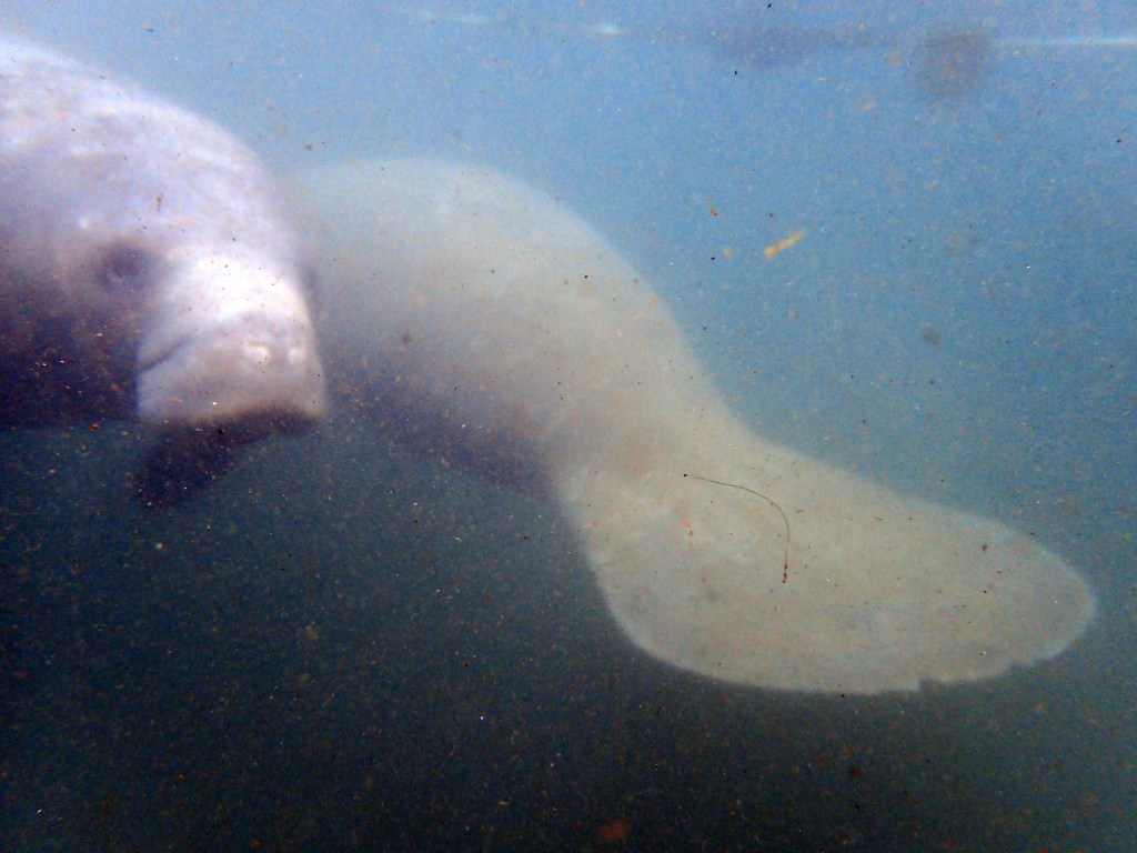 One of the first sightings. The water was murky because manatees were rolling on the bottom – they are a playful bunch!