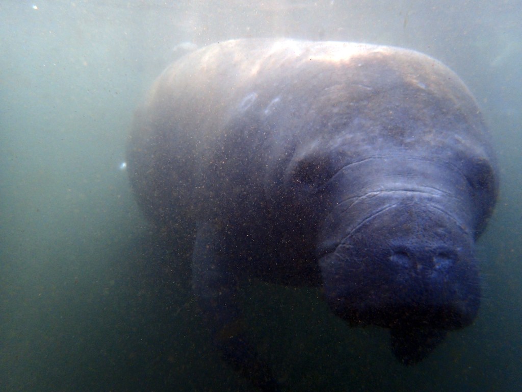 I had heard that manatees can see into your soul, and I became convinced that's true. They make direct eye contact with humans, which reflects their gentle nature. 