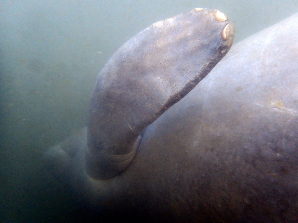 Manatee nails! They also liked to roll over in front of us so we could pet their bellies – just like puppies!
