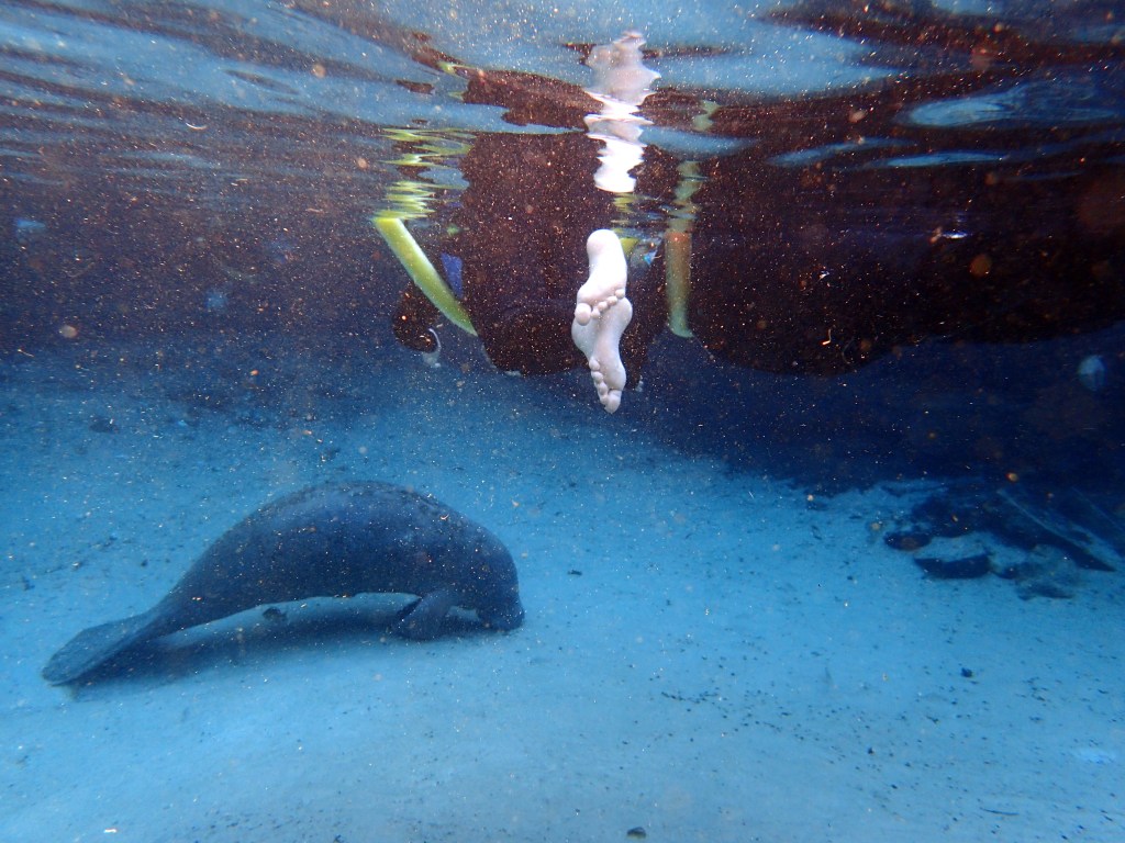 Once we found clearer water, it was easier to see what the manatees were doing. This one is sound asleep. 