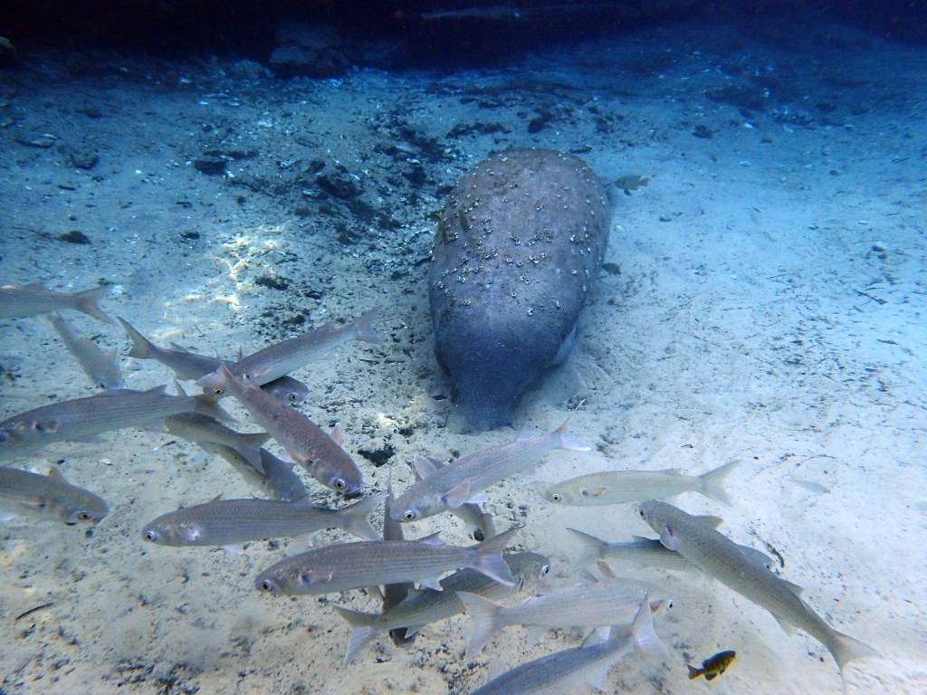 Sleeping with head down in the sand. 