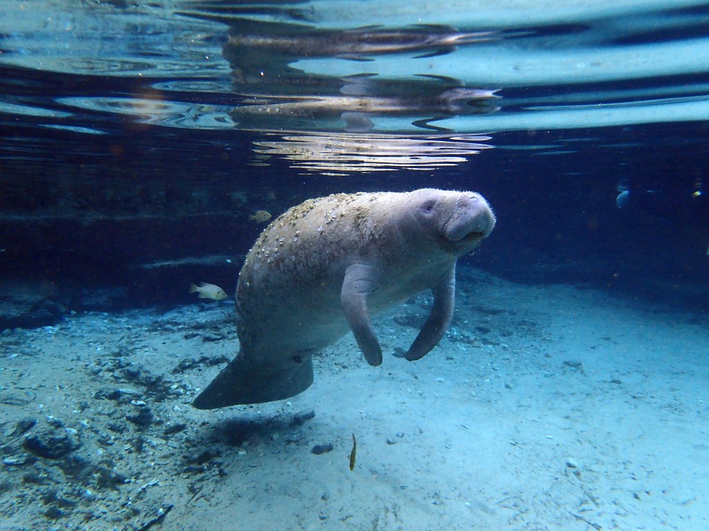 Floating to the surface for air. 