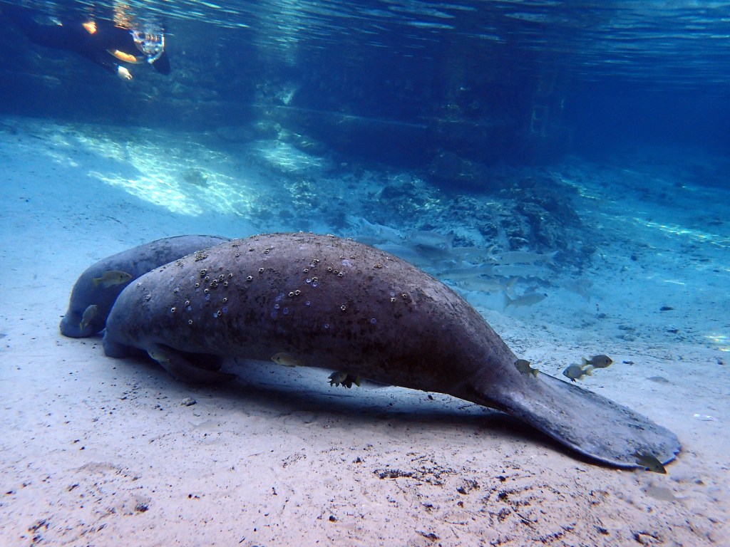 Mama and baby! (Co-sleeping, you could say...)