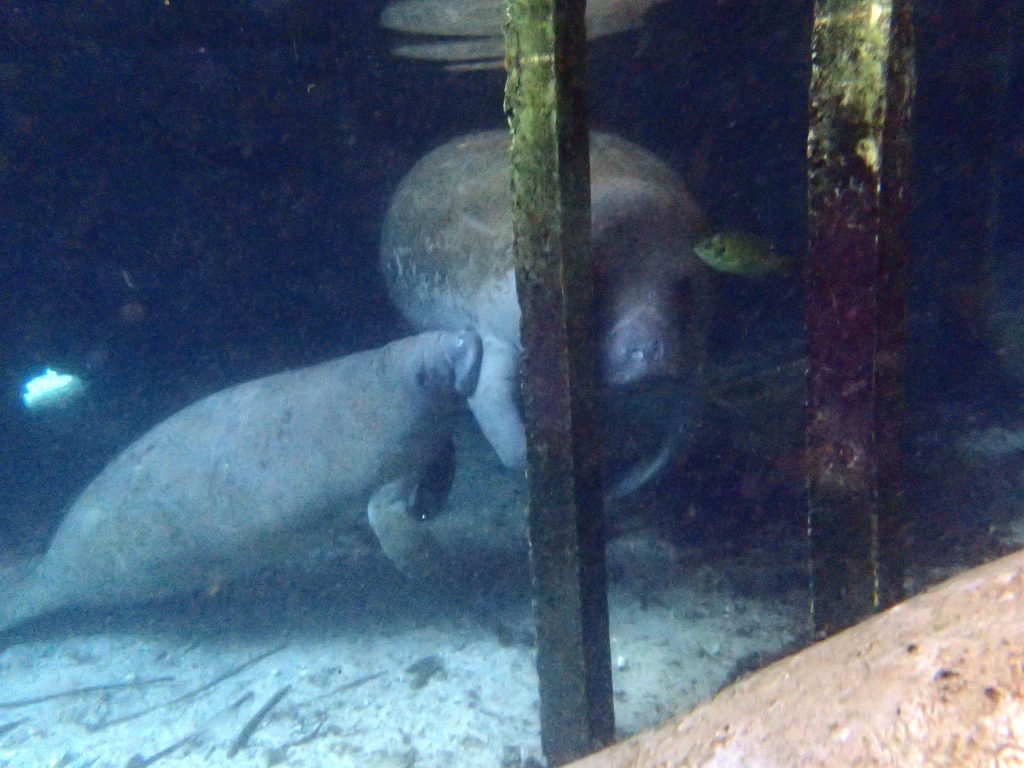 This. This is one of the most special moments we witnessed: a nursing calf. 
